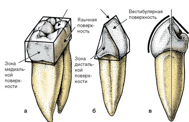 Клыки поверхность зуба. Строение зуба анатомия вестибулярная поверхность. Медиальная и дистальная поверхность зуба. Вестибулярная поверхность коронки. Медиально апроксимальная поверхность зуба.