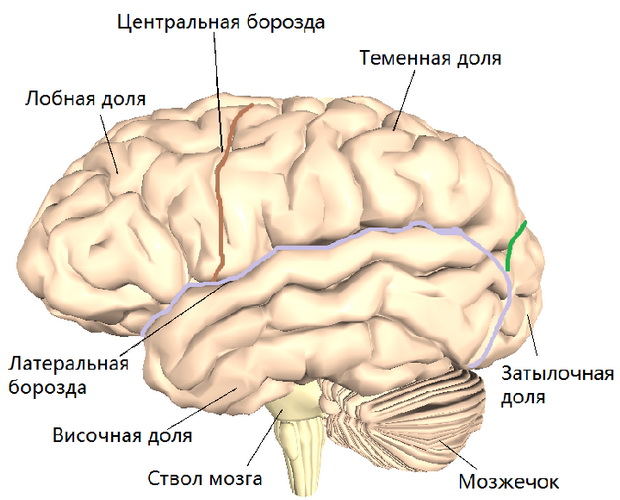 Центральная извилина мозга. Анатомия коры головного мозга доли борозды извилины. Борозды конечного мозга анатомия. Конечный мозг анатомия строение борозды. Теменная борозда мозга.